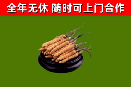 袁州烟酒回收冬虫夏草.jpg